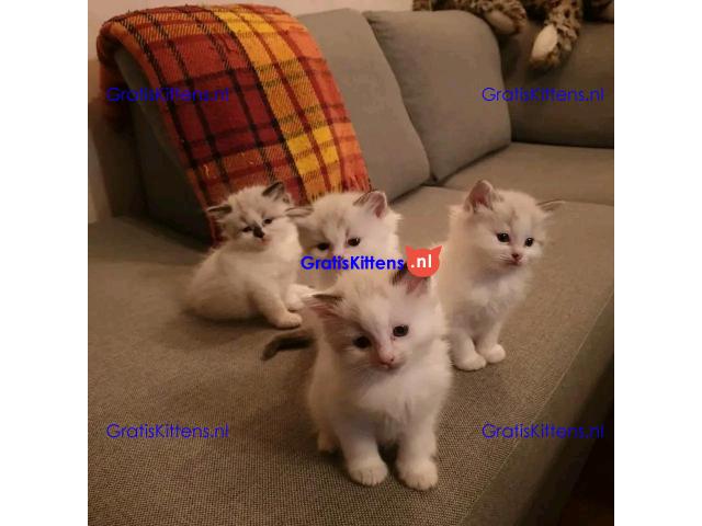 Stamboom Ragdoll jongen en meisje kittens