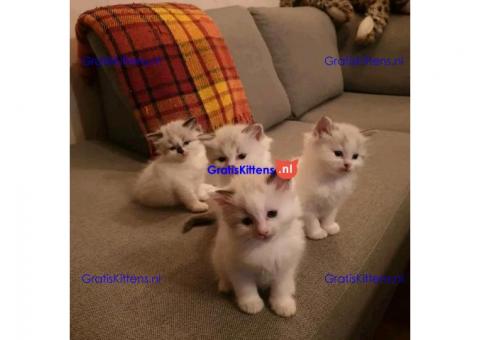 Stamboom Ragdoll jongen en meisje kittens