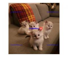 Stamboom Ragdoll jongen en meisje kittens
