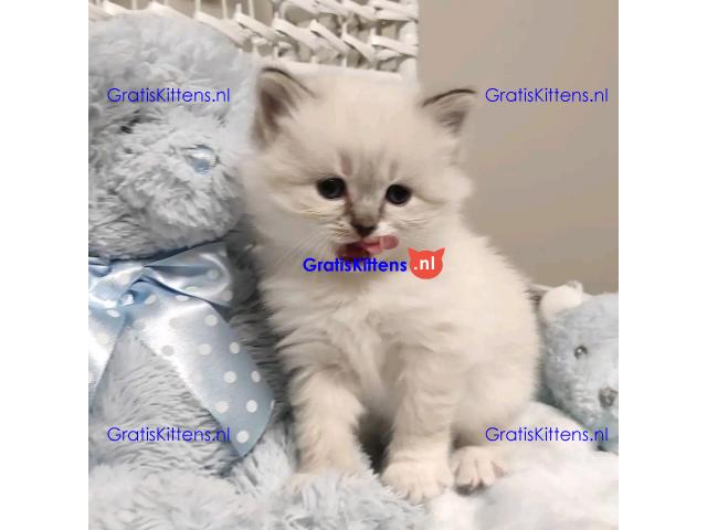 Stamboom Ragdoll jongen en meisje kittens