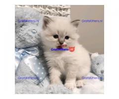 Stamboom Ragdoll jongen en meisje kittens