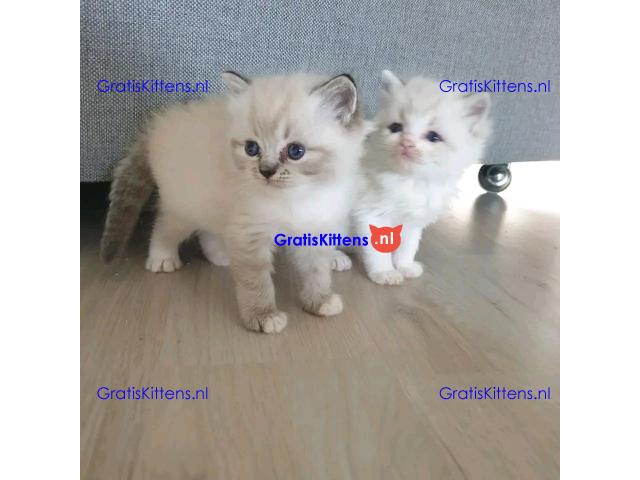 Stamboom Ragdoll jongen en meisje kittens