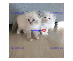 Stamboom Ragdoll jongen en meisje kittens
