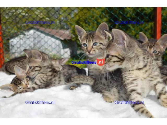 Prachtige Savannah kittens