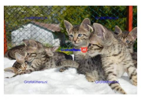 Prachtige Savannah kittens
