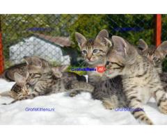 Prachtige Savannah kittens