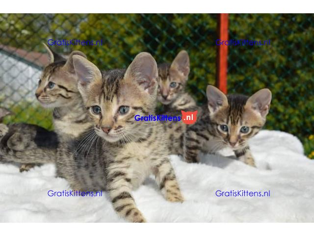 Prachtige Savannah kittens