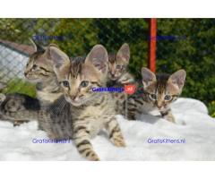 Prachtige Savannah kittens