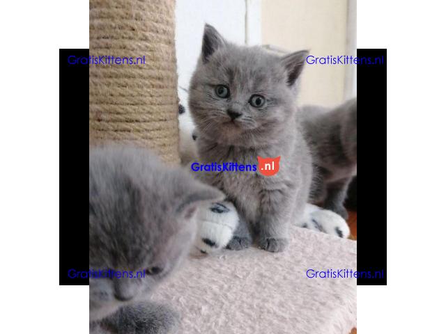 Schattige Scottish Fold/straight kittens