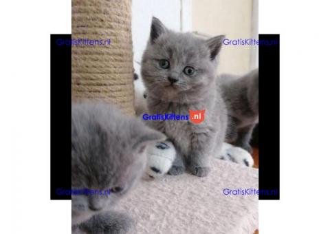 Schattige Scottish Fold/straight kittens