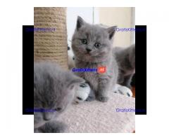 Schattige Scottish Fold/straight kittens
