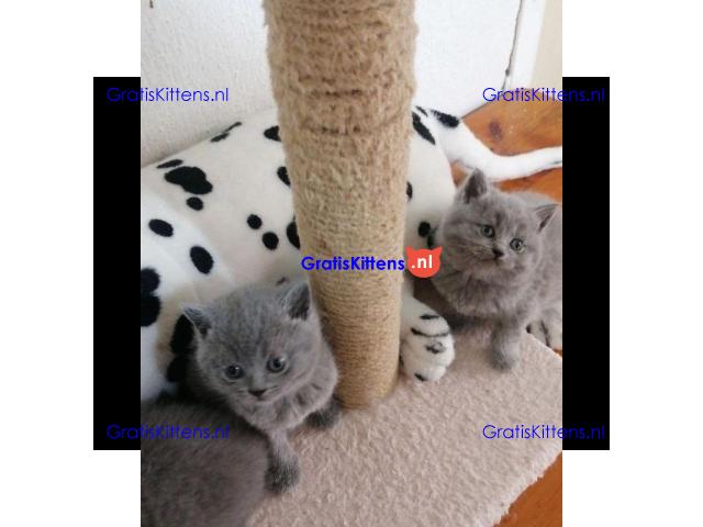 Schattige Scottish Fold/straight kittens