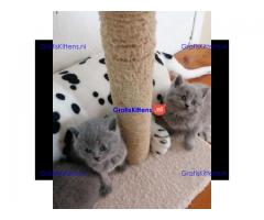 Schattige Scottish Fold/straight kittens