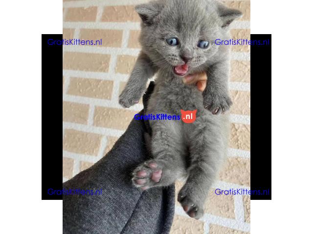 Schattige Scottish Fold/straight kittens