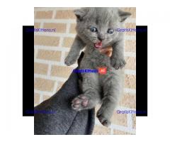 Schattige Scottish Fold/straight kittens