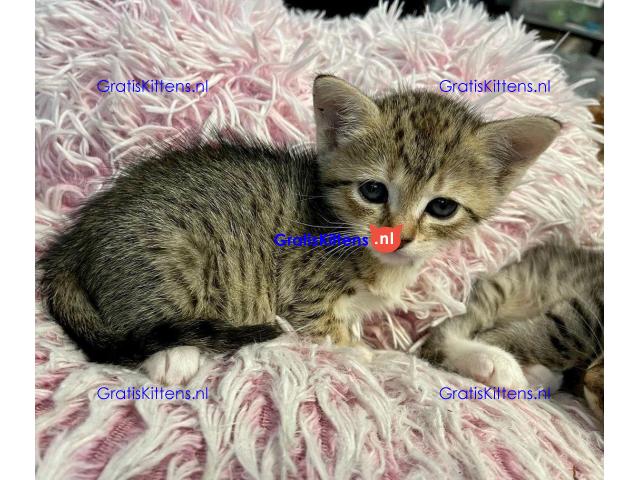 Mooie Siamese kittens voor nieuw huis