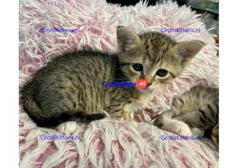 Mooie Siamese kittens voor nieuw huis