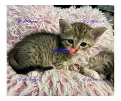 Mooie Siamese kittens voor nieuw huis