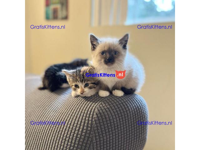 Mooie Siamese kittens voor nieuw huis