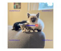 Mooie Siamese kittens voor nieuw huis