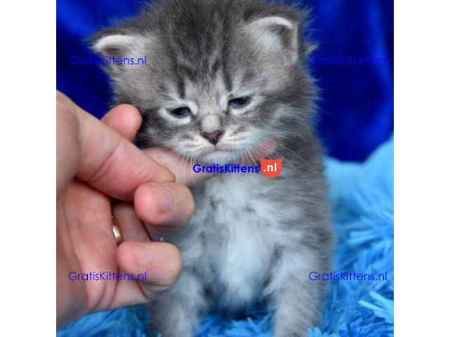 Mooie Siberische baby's