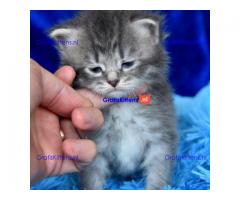 Mooie Siberische baby's