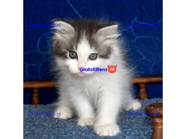 Mooie Siberische baby's