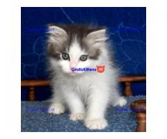 Mooie Siberische baby's