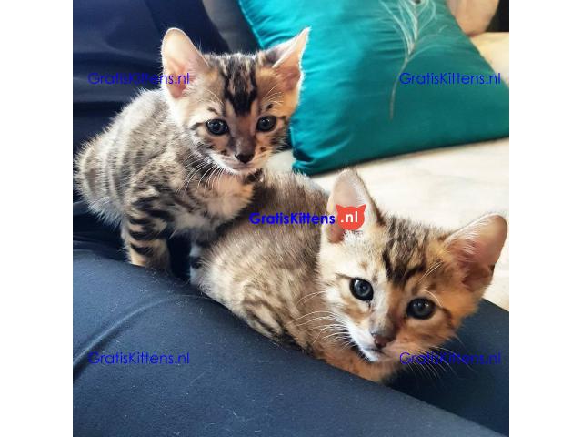 Toyger Kitten voor nieuw huis