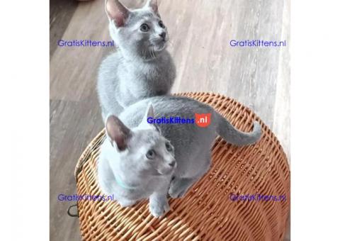 Tussische blauwe kittens