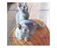 Tussische blauwe kittens