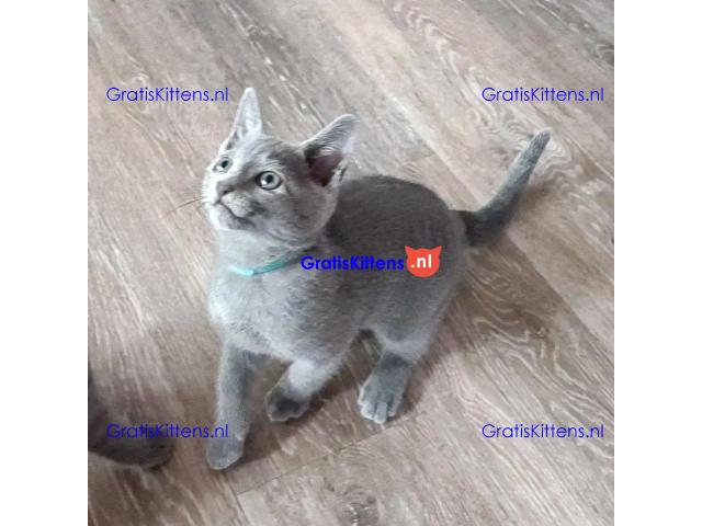 Tussische blauwe kittens