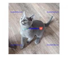 Tussische blauwe kittens