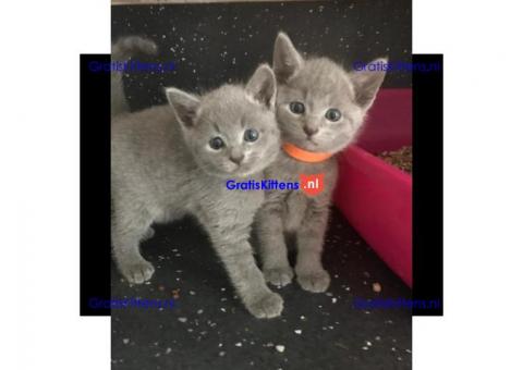 Russische blauwe kittens