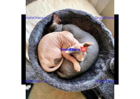 prachtige sphynx-kittens die nu beschikbaar zijn