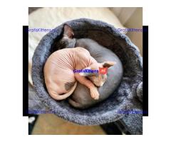 prachtige sphynx-kittens die nu beschikbaar zijn
