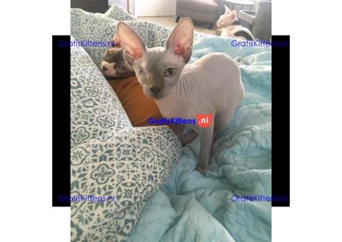 prachtige sphynx-kittens die nu beschikbaar zijn