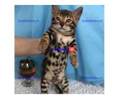 Bengaalse kittens voor nieuwe huizen