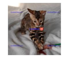 Bengaalse kittens voor nieuwe huizen