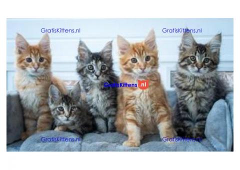 schattige mannelijke en vrouwelijke maine coon-kittens voor adoptie