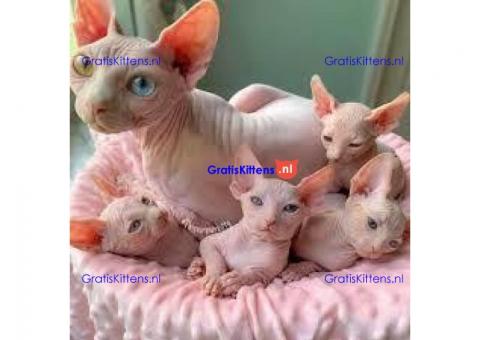 Goed gesocialiseerde Sphynx kittens voor adoptie