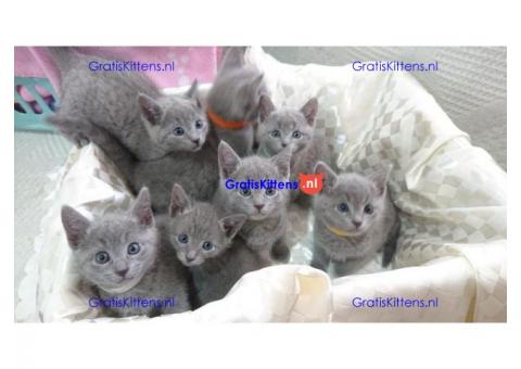 Russische blauwe kittens