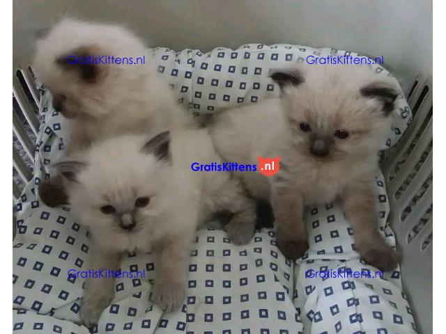 Prachtige Siamese kittens te koop