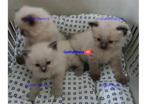 Prachtige Siamese kittens te koop