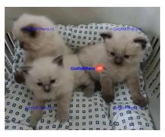 Prachtige Siamese kittens te koop