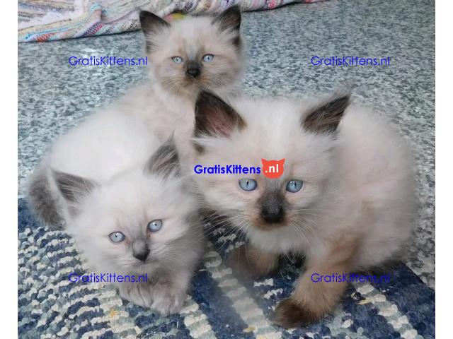 Prachtige Siamese kittens te koop