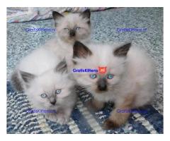 Prachtige Siamese kittens te koop