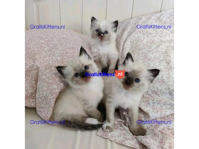 Prachtige Siamese kittens te koop