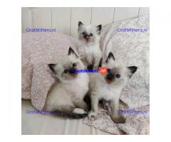 Prachtige Siamese kittens te koop