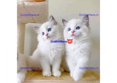 Geregistreerde Ragdoll-kittens